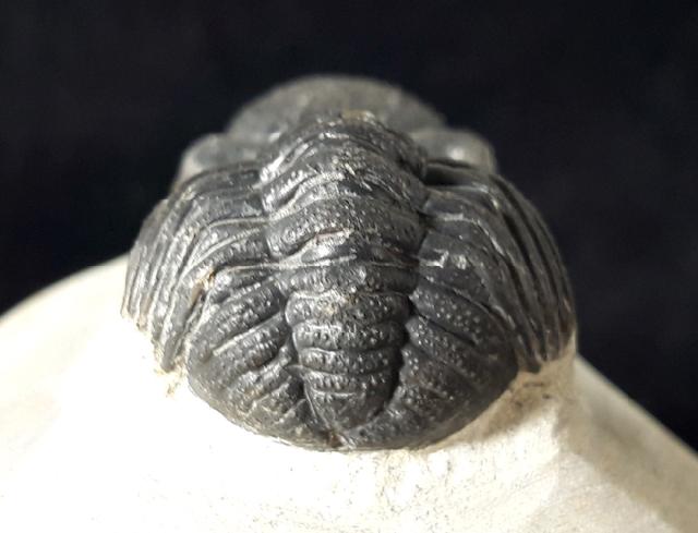 Barrandeops ovatus (McKELLAR & CHATTERTON 2009) - Bild © FossNet FossilienStore